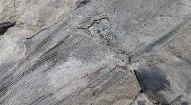 Calamites sp. BRONGNIART 1828   - Bild © FossNet FossilienStore